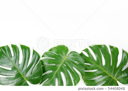 Fresh palm leaf, tropical palm leaf object 54408048