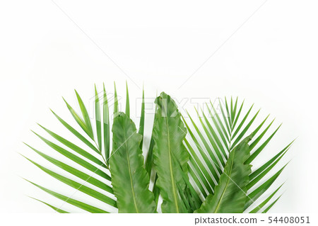 Fresh palm leaf, tropical palm leaf object 54408051