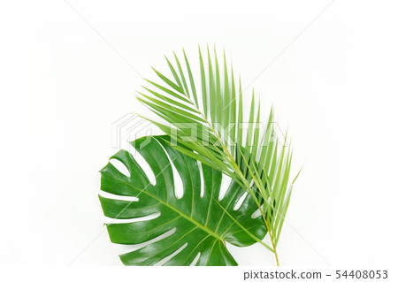 Fresh palm leaf, tropical palm leaf object 54408053