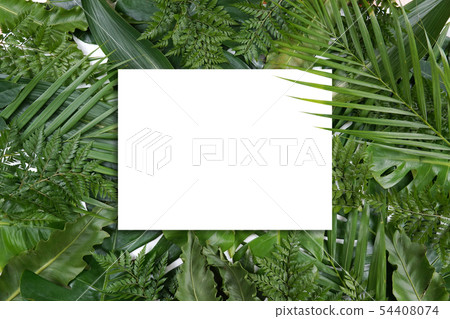 Fresh palm leaf, tropical palm leaf object 54408074