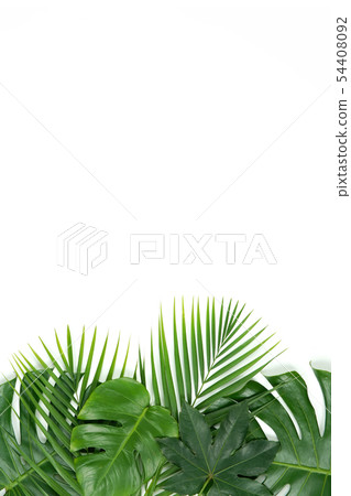 Fresh palm leaf, tropical palm leaf object 54408092