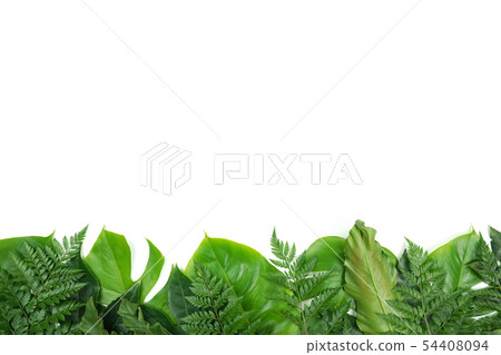 Fresh palm leaf, tropical palm leaf object 54408094