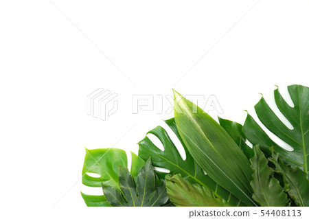 Fresh palm leaf, tropical palm leaf object Fresh palm leaf, tropical palm leaf object 54408113
