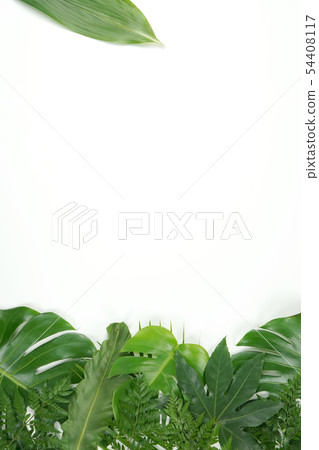 Fresh palm leaf, tropical palm leaf object 54408117
