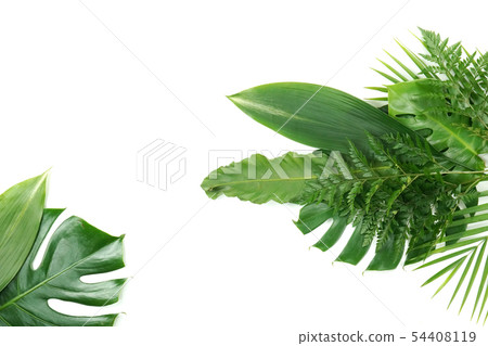 Fresh palm leaf, tropical palm leaf object 54408119