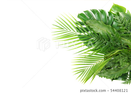 Fresh palm leaf, tropical palm leaf object 54408121