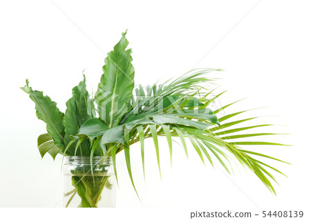 Fresh palm leaf, tropical palm leaf object 54408139