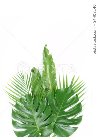 新鮮的棕櫚葉,熱帶棕櫚葉對象 新鮮的棕櫚葉,熱帶棕櫚葉對象 54408140