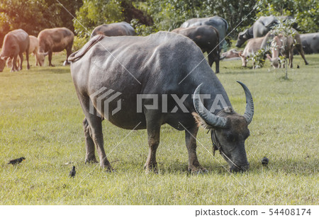 Asian water buffalo on the grassland. 54408174