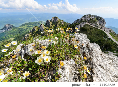 The flowers on the Great Rozsutec hill 54408286