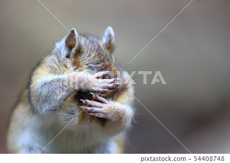 Siberian chipmunk covering its face Siberian chipmunk covering its face 54408748