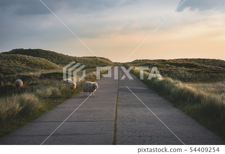 Sheep crossing an empty street through Sylt dunes Sheep crossing an empty street through Sylt dunes 54409254