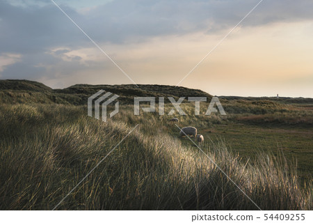 Rustic landscape with sheep grazing on Sylt dunes Rustic landscape with sheep grazing on Sylt dunes 54409255