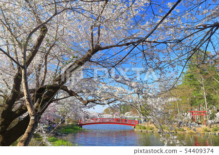 [Nagano Prefecture] Wolong Park Sakura Festival under sunny weather 54409374