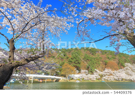 [長野縣]晴天下的臥龍公園櫻花祭 54409376
