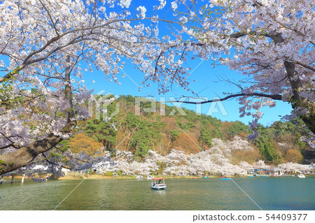 [長野縣]晴天下的臥龍公園櫻花祭 54409377