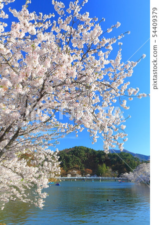[Nagano Prefecture] Wolong Park Sakura Festival under sunny weather 54409379