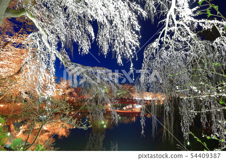 [Nagano Prefecture] Night cherry blossoms in Ryoryu Park 54409387