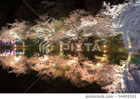 [Nagano Prefecture] Night cherry blossoms in Ryoryu Park 54409391