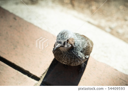 [Bulbul]-從東京的一個公園 54409593