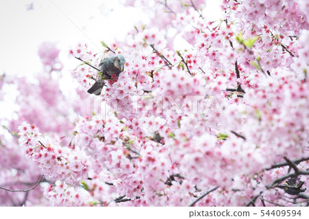 [歌手]櫻花 54409594