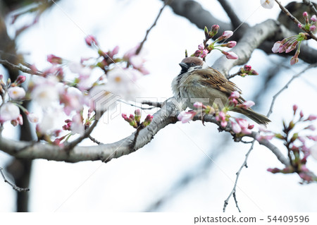 [Sparrow] · Cherry blossoms in downtown 54409596