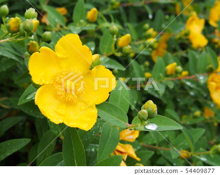 Hypericum on a rainy day Hypericum on a rainy day 54409877