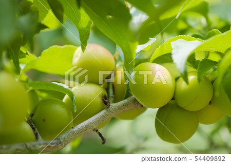 The color of the plum 54409892