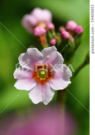 白花 54409955