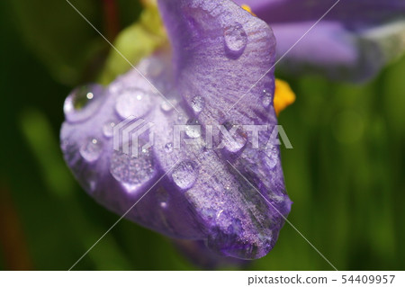 雨後的Iryo 雨後的Iryo 54409957
