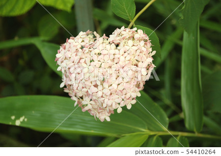 Kanuma City Kashiyama Shrine Heart Hydrangea 54410264