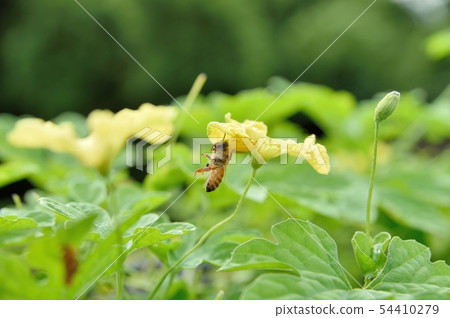 Azuchigumo predatory western bees 54410279