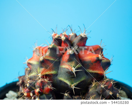 (Close Up) gymnocalycuim cactus. 54410280
