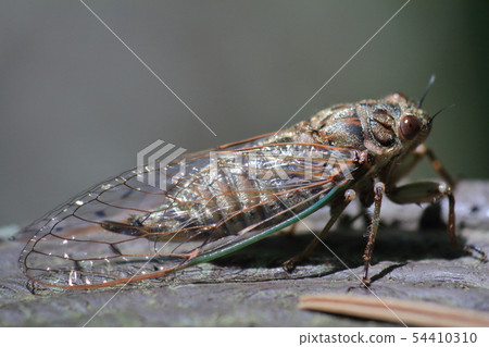 Haruzemi Komagane高原 Haruzemi Komagane高原 54410310