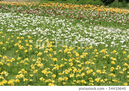 四季走夏季Chikogen高原 54410640