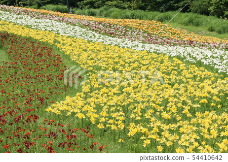 四季走夏季Chikogen高原 54410642