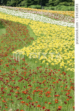 四季走夏季Chikogen高原 54410643