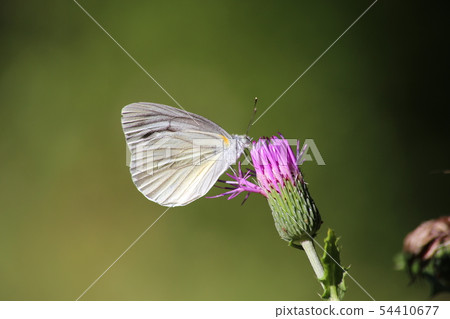 北薊和白爪白蝴蝶 54410677