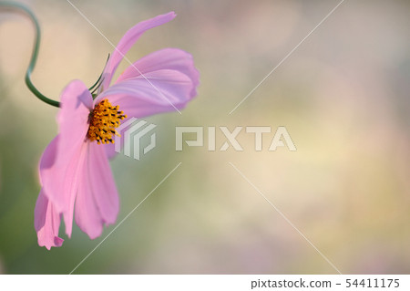 Cosmos 54411175