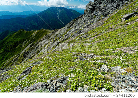 花田和Senjogatake在南阿爾卑斯山的山頂，山。 54411200