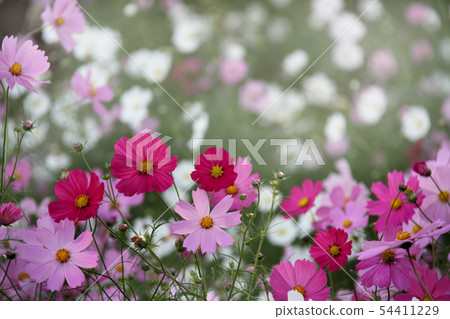 Cosmos Cosmos 54411229