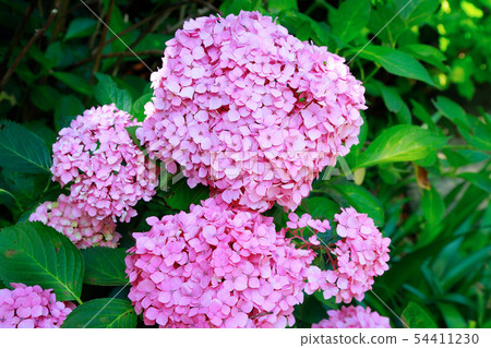 hydrangea hydrangea 54411230