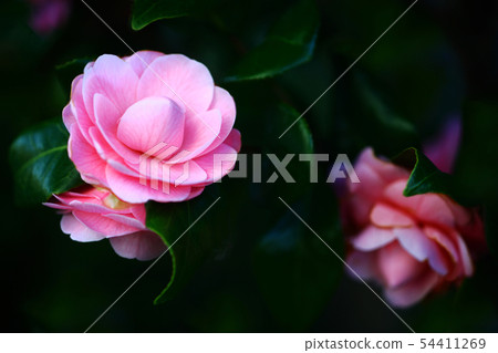 Rose flower Rose flower 54411269
