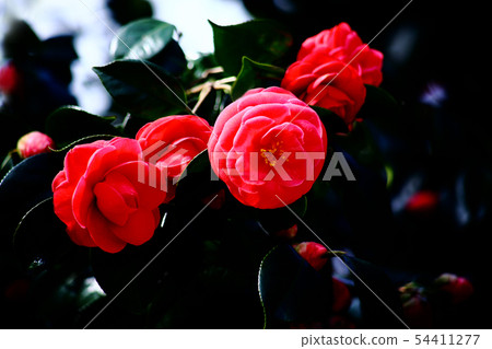 雙花紅色的花 雙花紅色的花 54411277