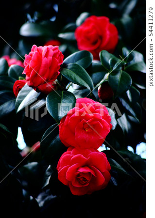 雙花紅色的花 54411279