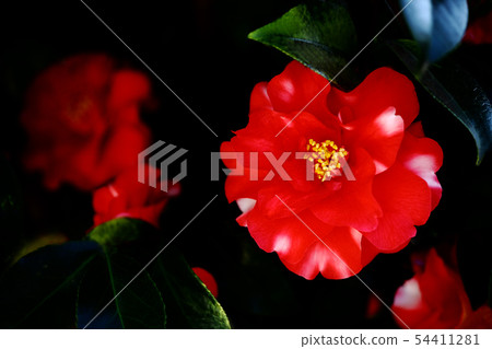 Red flower of white spot 54411281