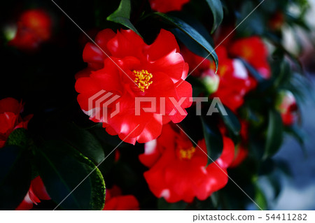 Red flower of white spot 54411282