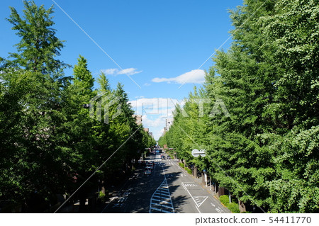 新鮮的綠色Koshu高速公路樺樹林蔭的樹 新鮮的綠色Koshu高速公路樺樹林蔭的樹 54411770