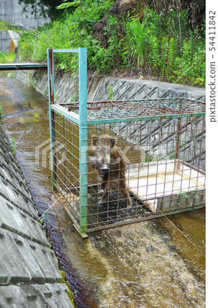 Captured wild boar Captured wild boar 54411842