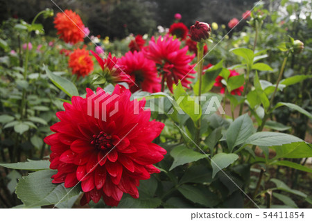 Dahlia Dahlia 54411854